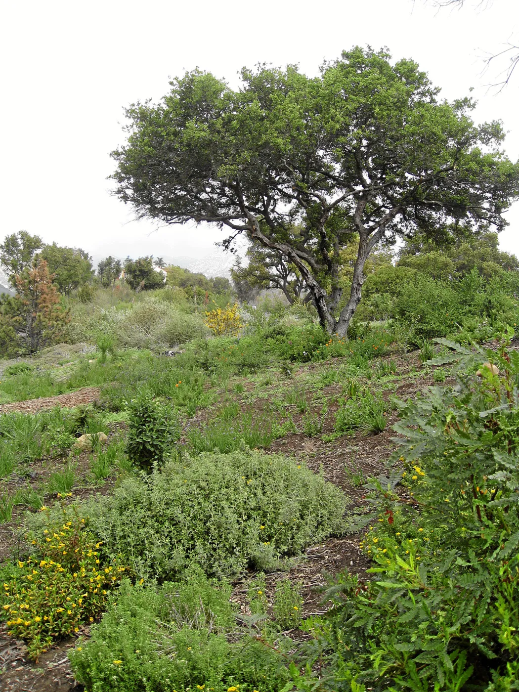 Porter Trail