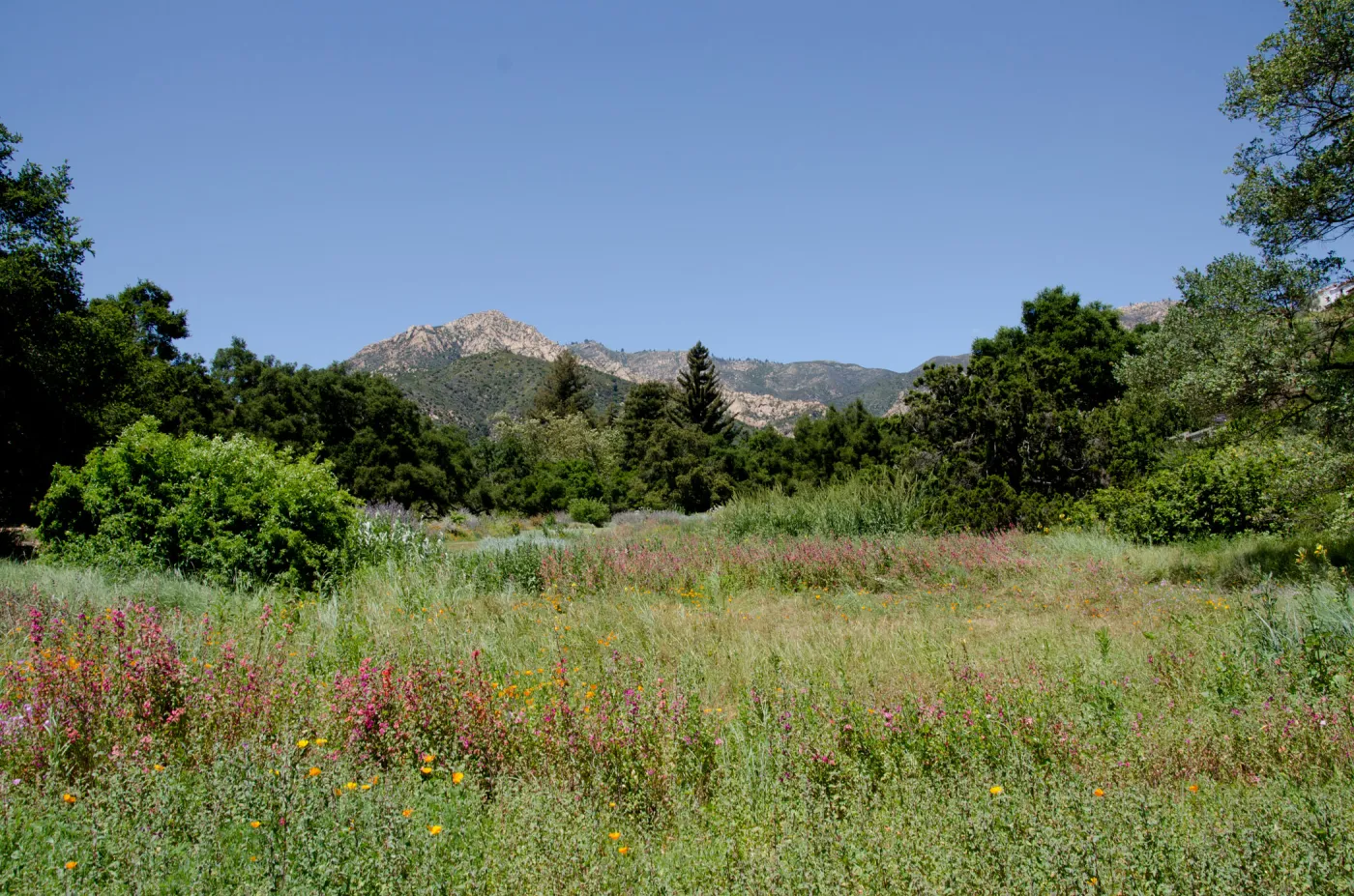 Meadow panorama