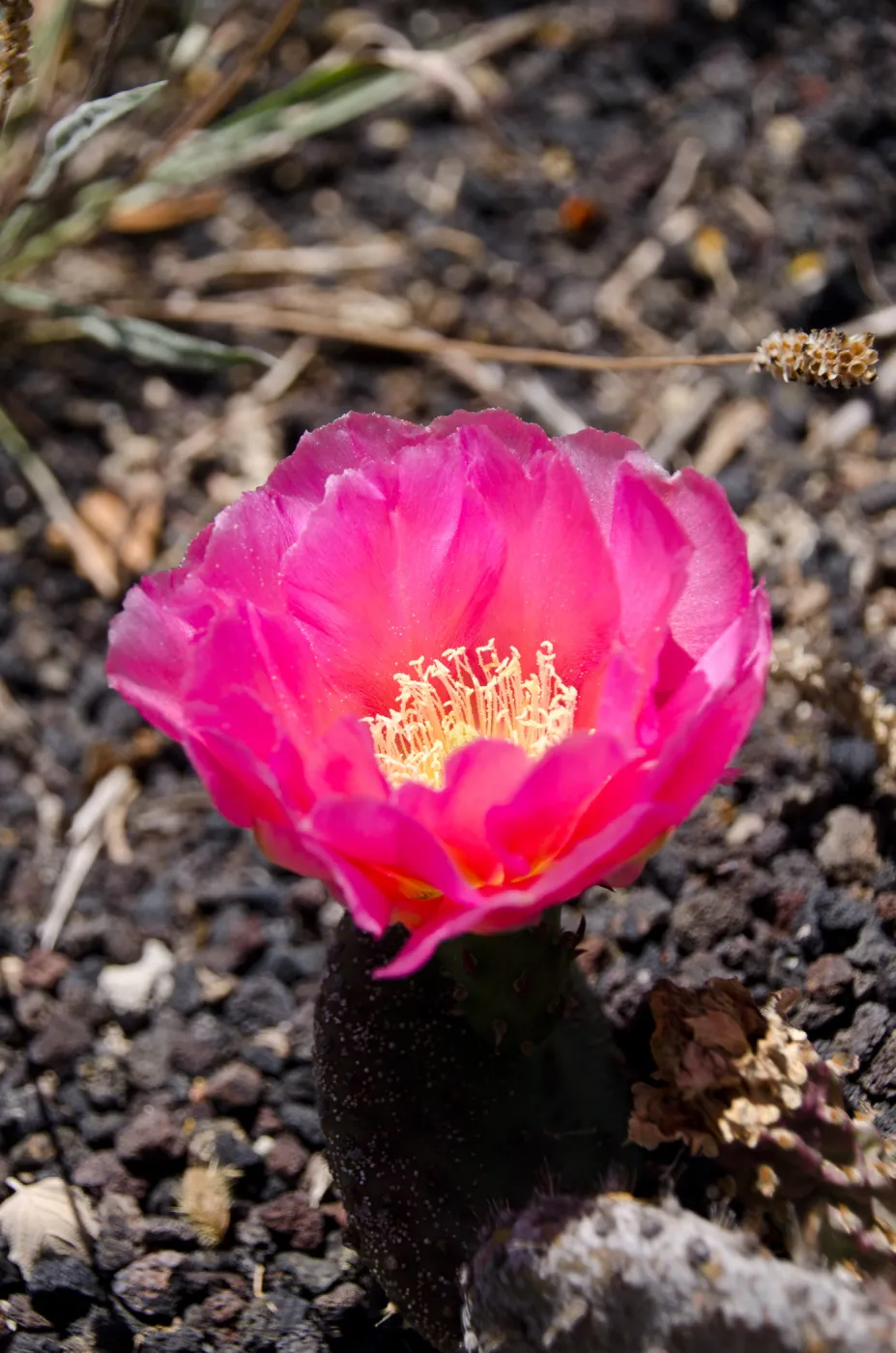 cactus flowers, Desert Section, SBBG