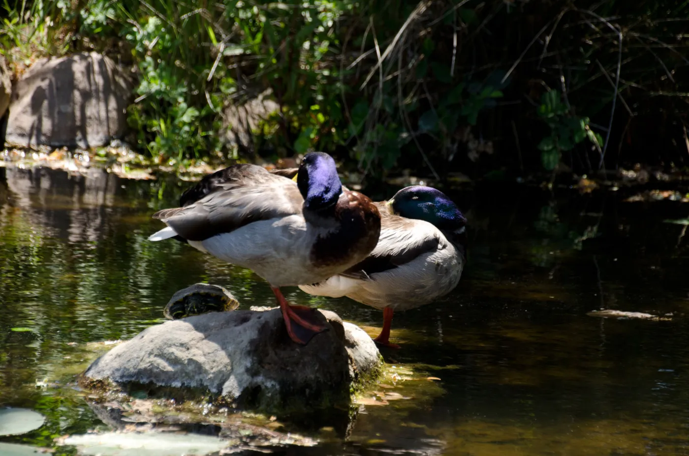 Mallard ducks and pond turtle, SBBG Meadow Pond