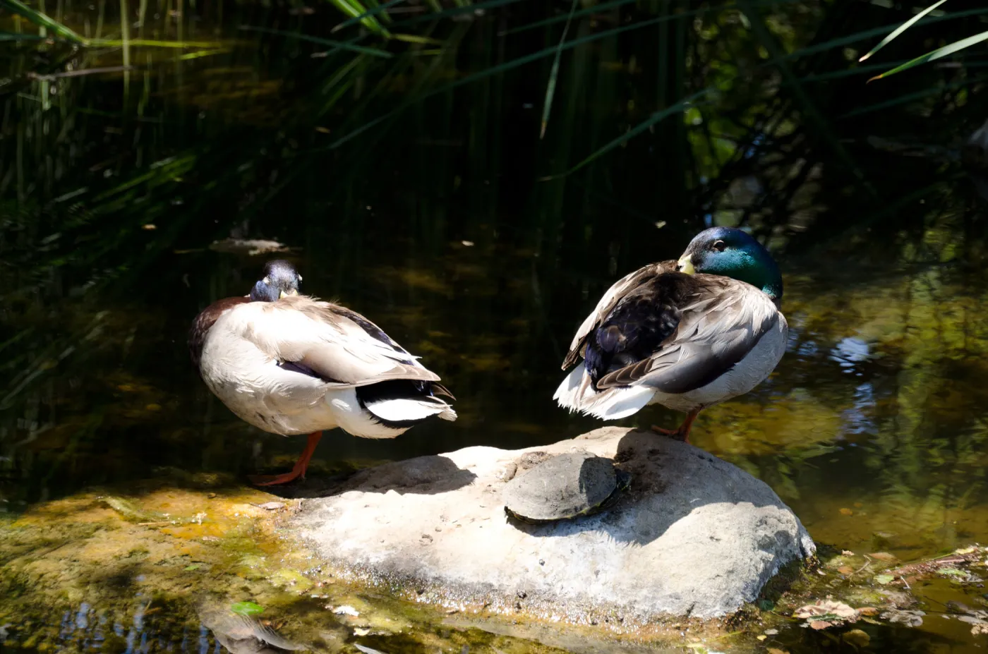 Mallard ducks and pond turtle, SBBG Meadow Pond
