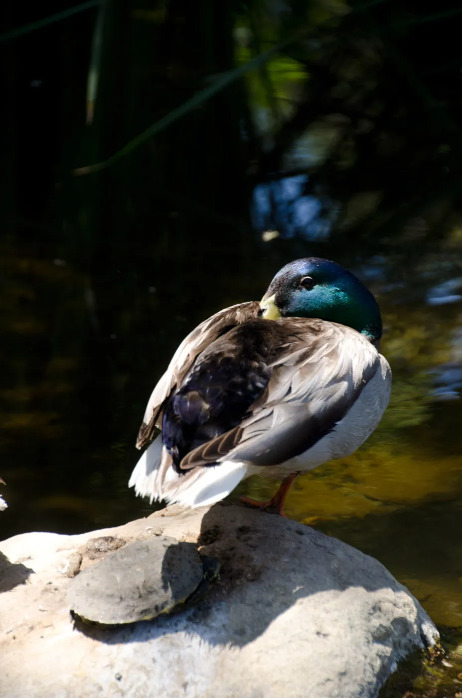 Mallard ducks and pond turtle, SBBG Meadow Pond