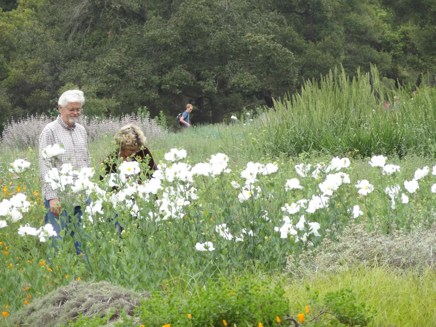 Visitors admire the Matilija poppies in the Meadow, National Public Gardens Day 2012, SBBG