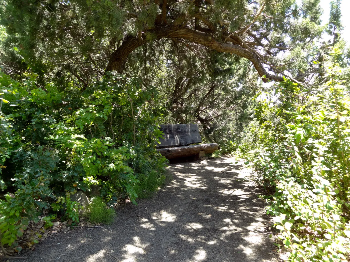 secluded wood bench in Meadow