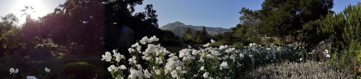 Meadow panorama, Matilija poppies in bloom