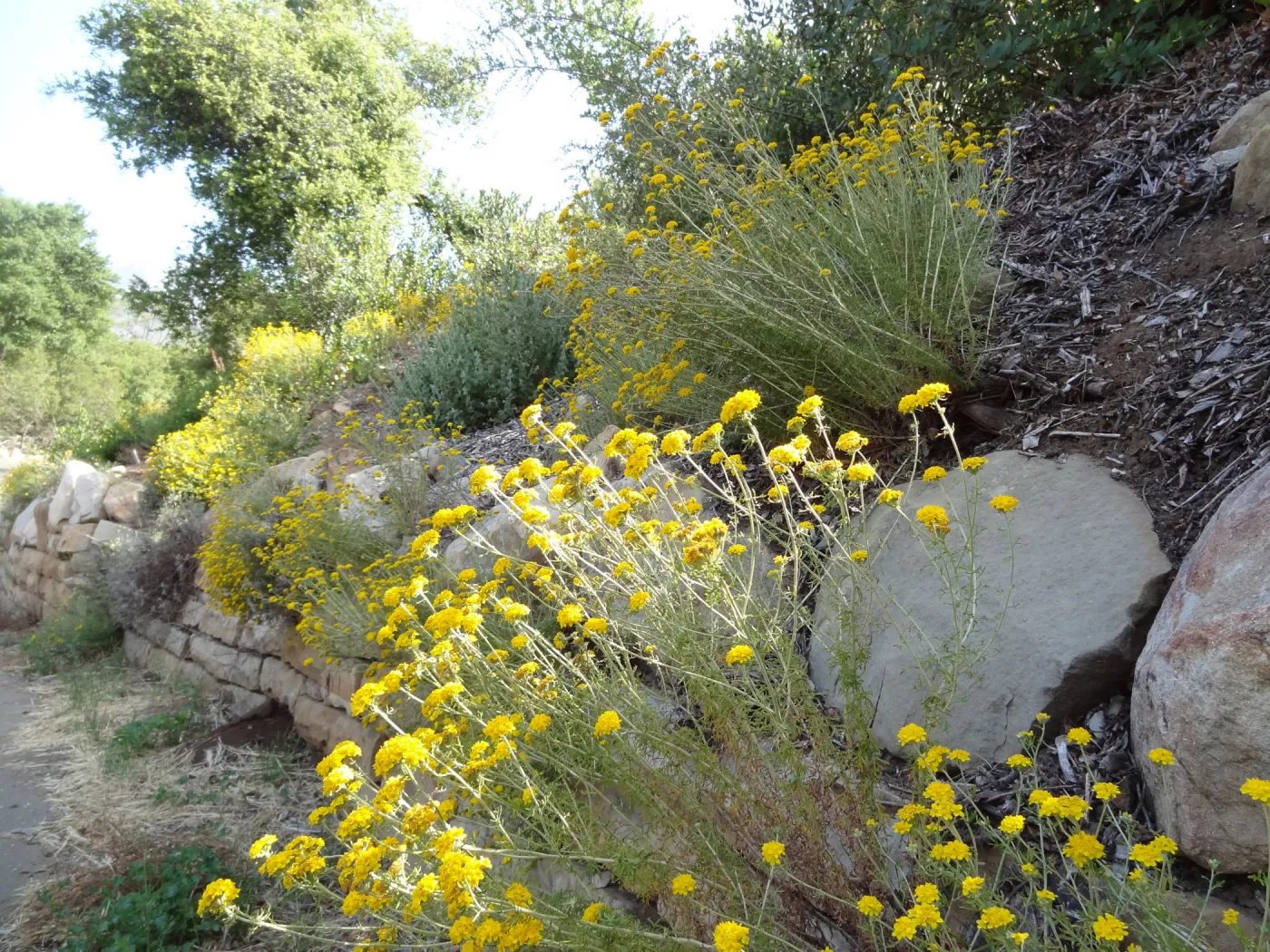 yellow infloresecences along Mission Canyon Road, rock wall