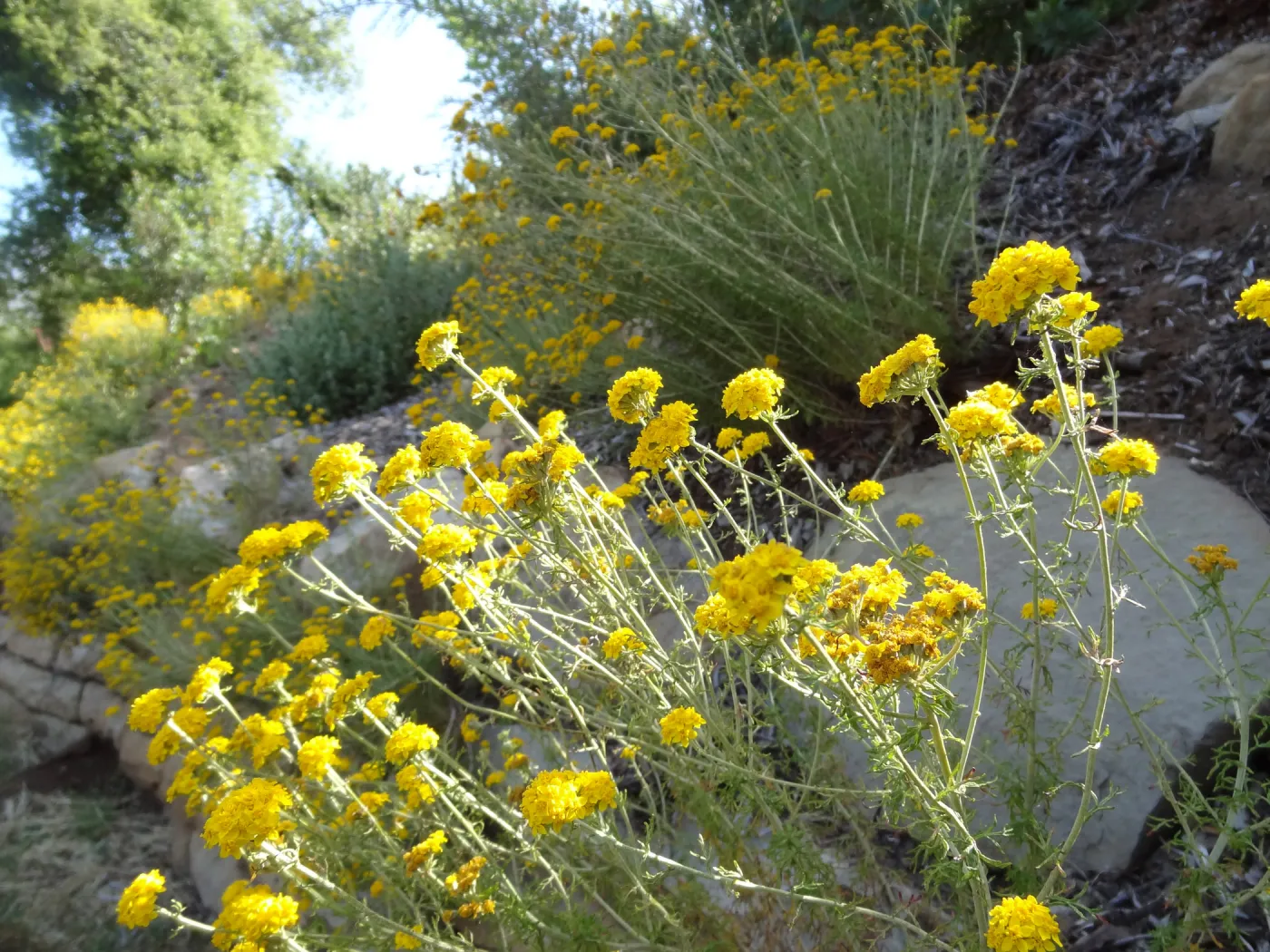 yellow infloresecences along Mission Canyon Road, rock wall