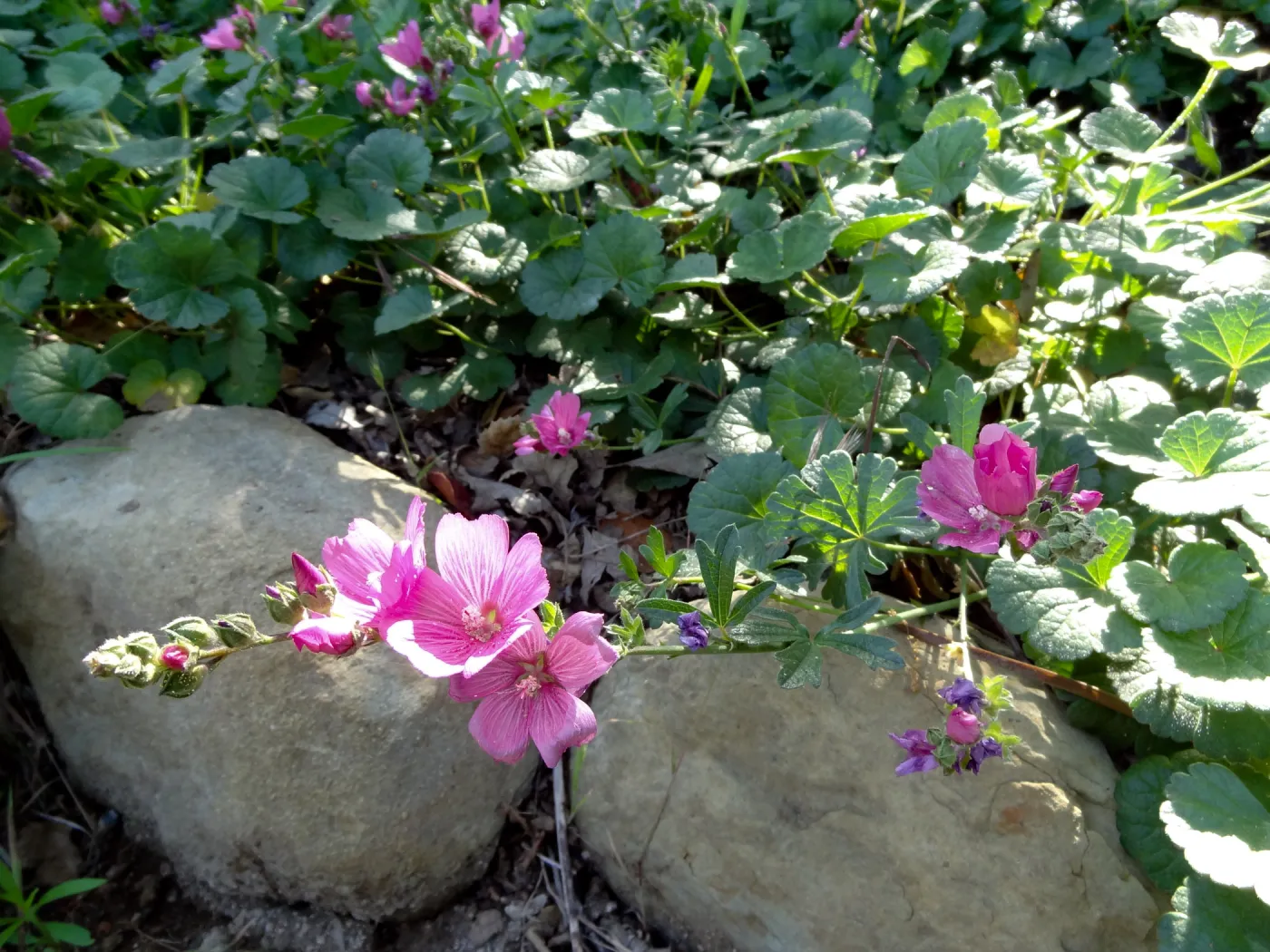 pink flowers