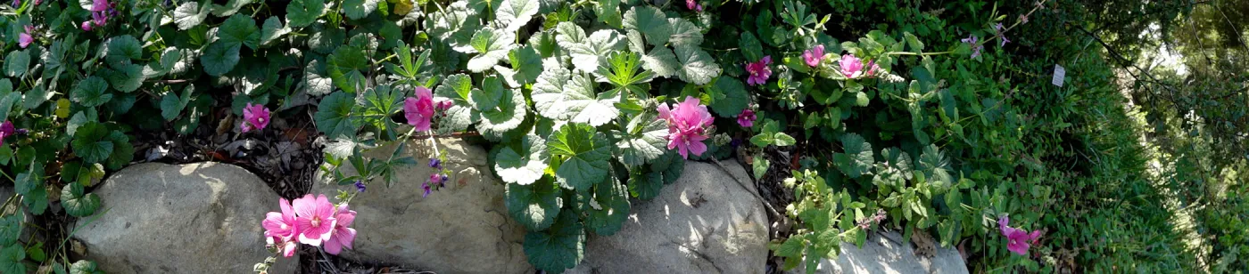 pink flowers, Arroyo Section panorama