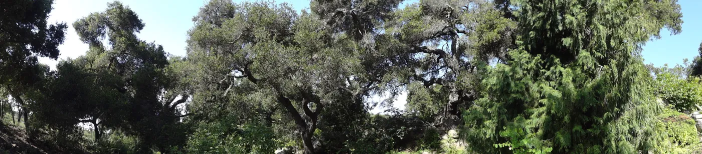 oak canopy, Arroyo Section panorama