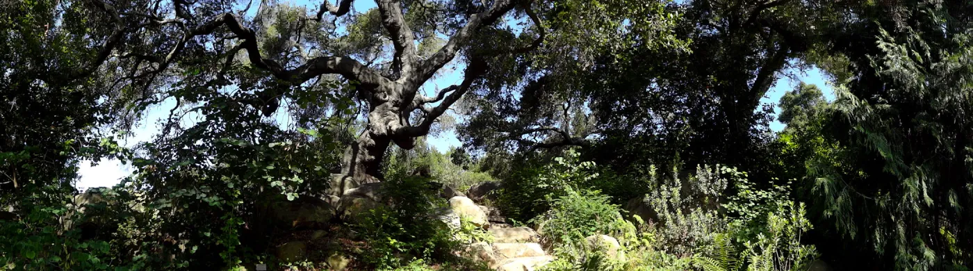 oak canopy, Arroyo Section panorama