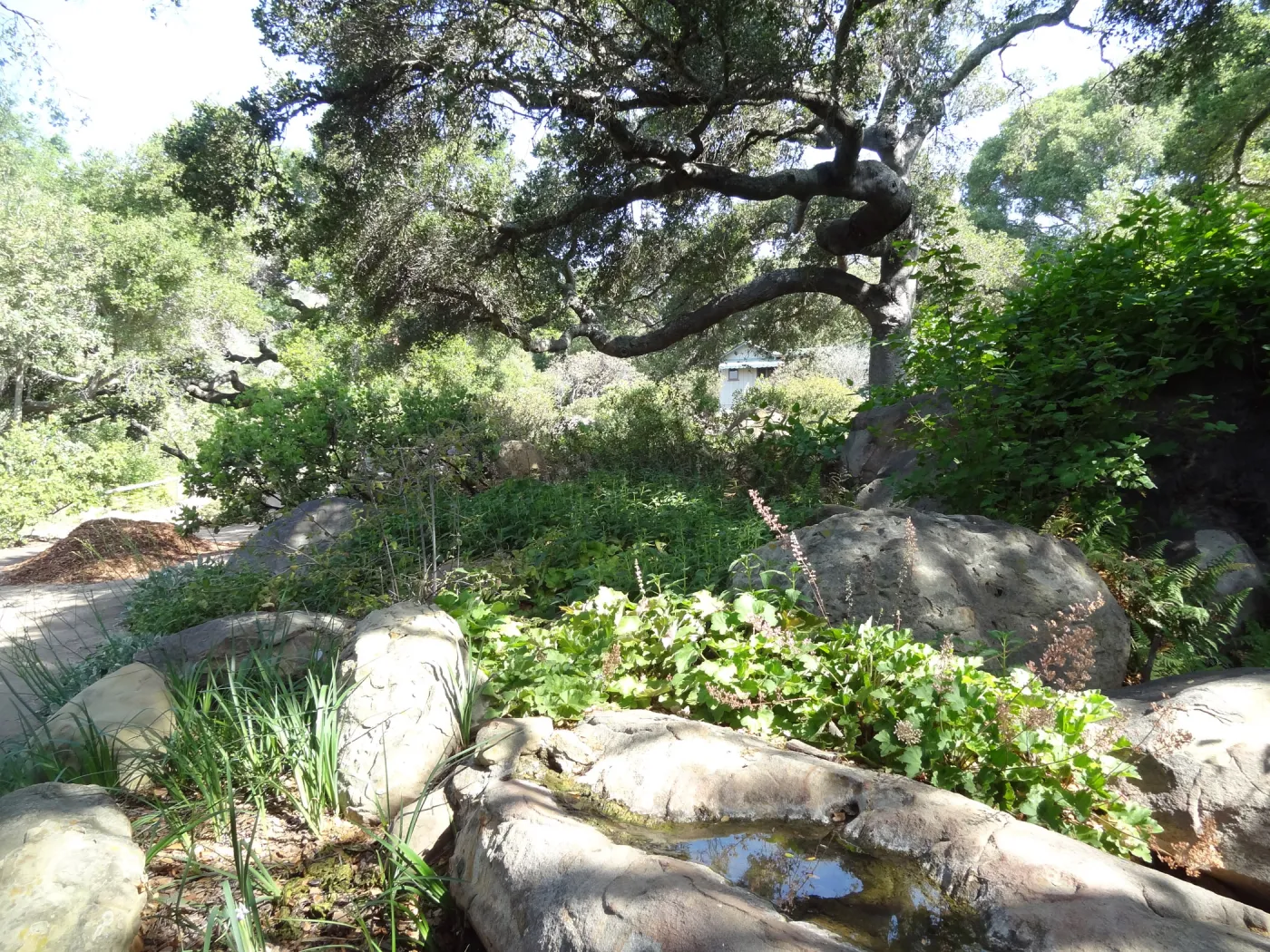 rock pool, oak canopy,Manzanita Section