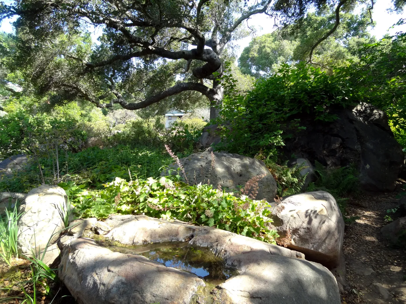rock pool, oak canopy,Manzanita Section