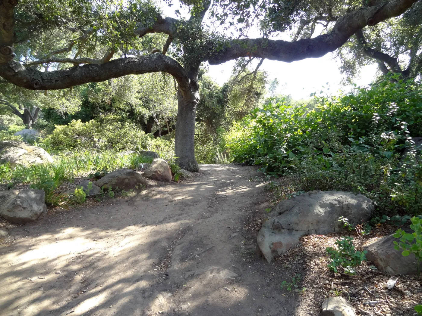 Oak canopy, Manzanita Section