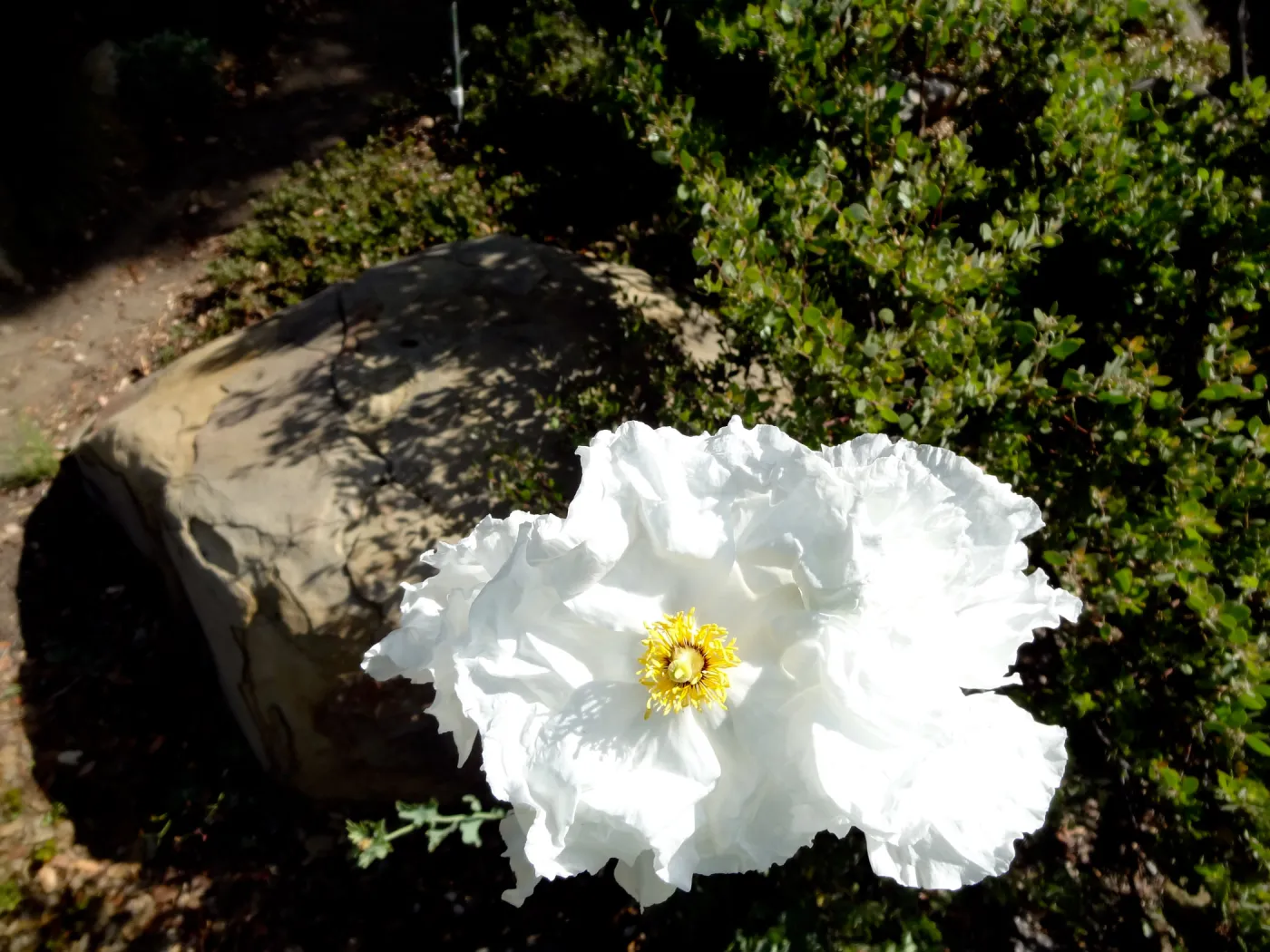 Matilija poppies in bloom, Manzanita Section