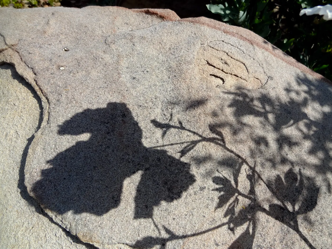 Matilija poppy shadow on boulder