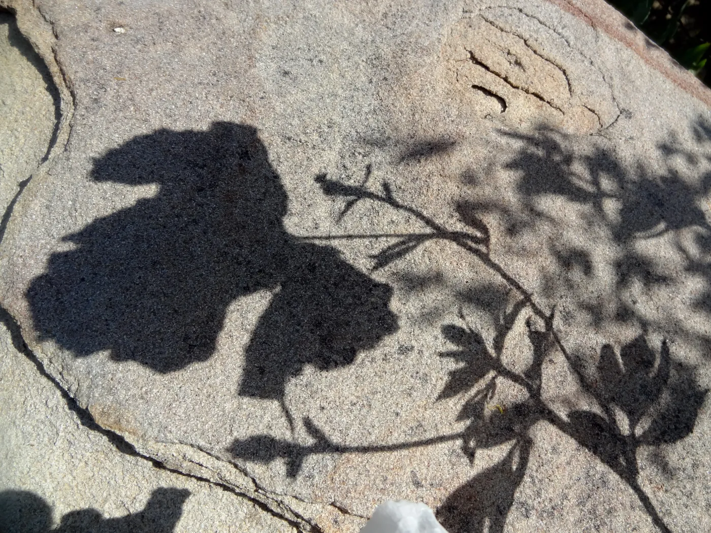 Matilija poppy shadow on boulder