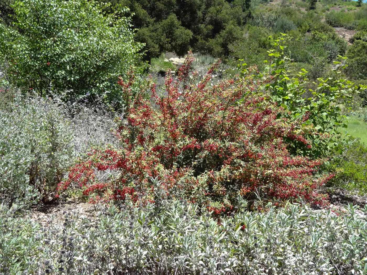 Berberis nevinii with red berries, Meadow Section