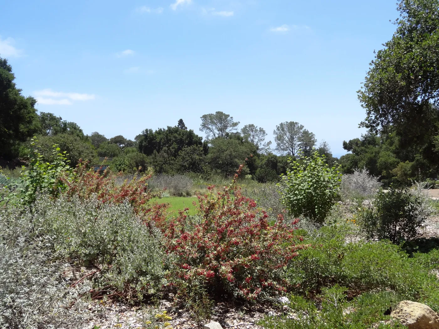 Berberis nevinii with red berries, Meadow Section
