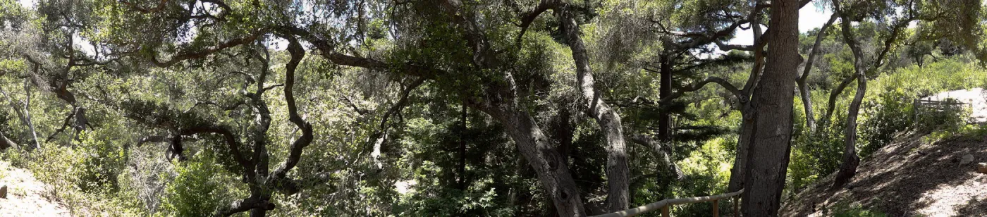 oak canopy, Canyon Section, Indian Steps, panorama