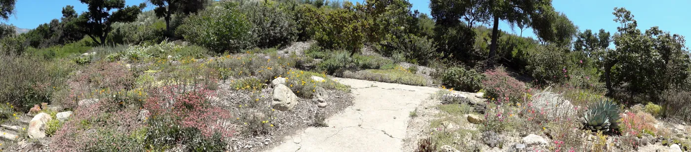 Dudleya display panorama
