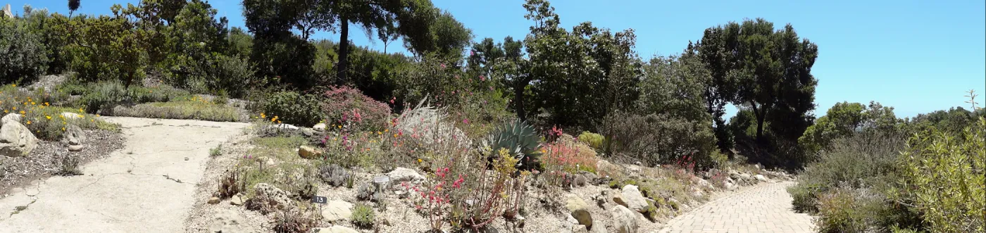 Dudleya display panorama
