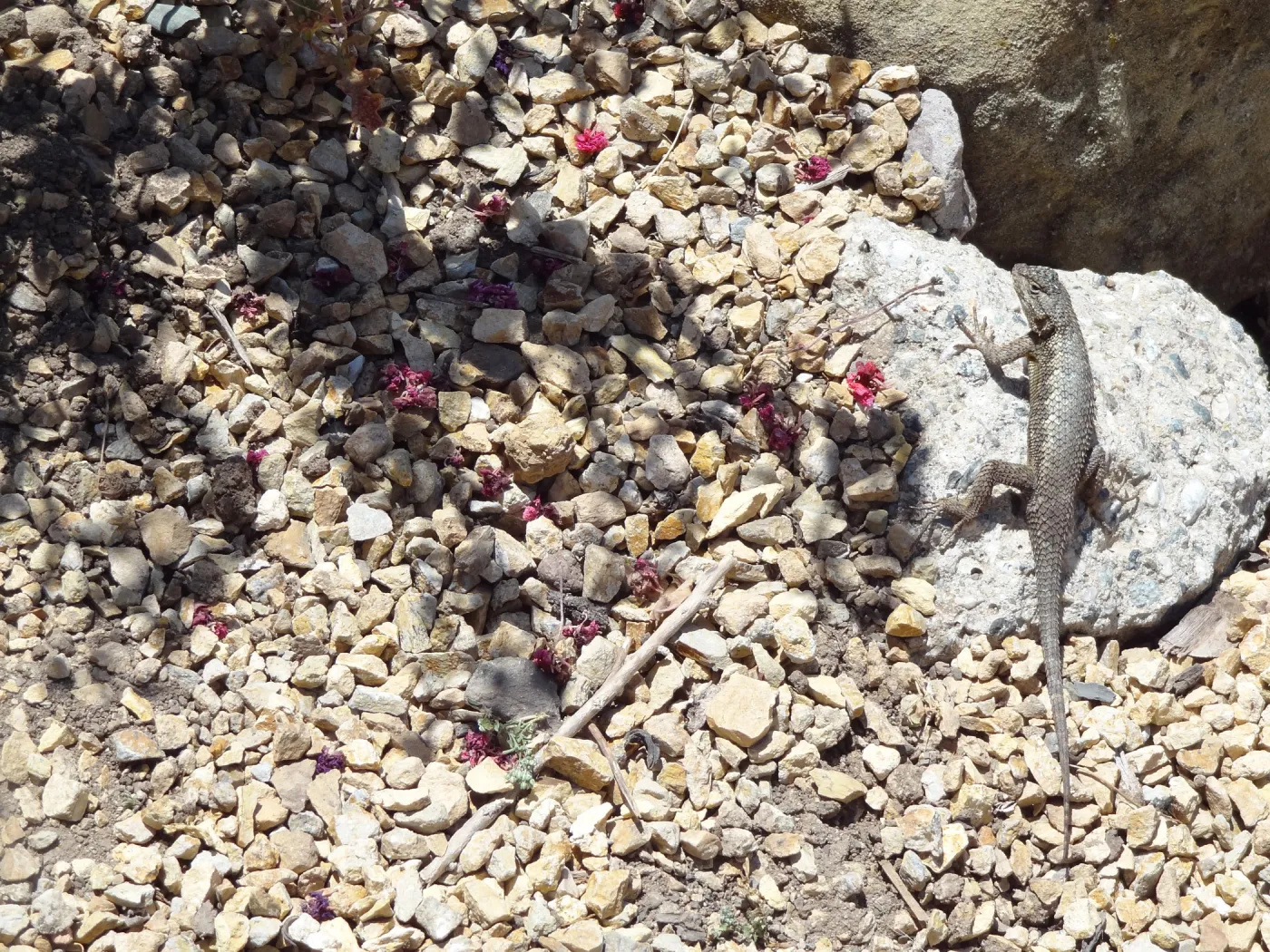 western fence lizard in the Dudleya display garden