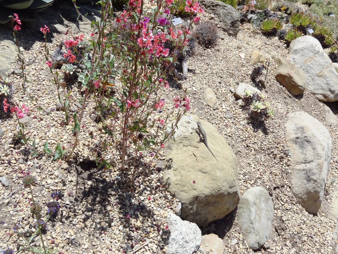 western fence lizard in the Dudleya display garden