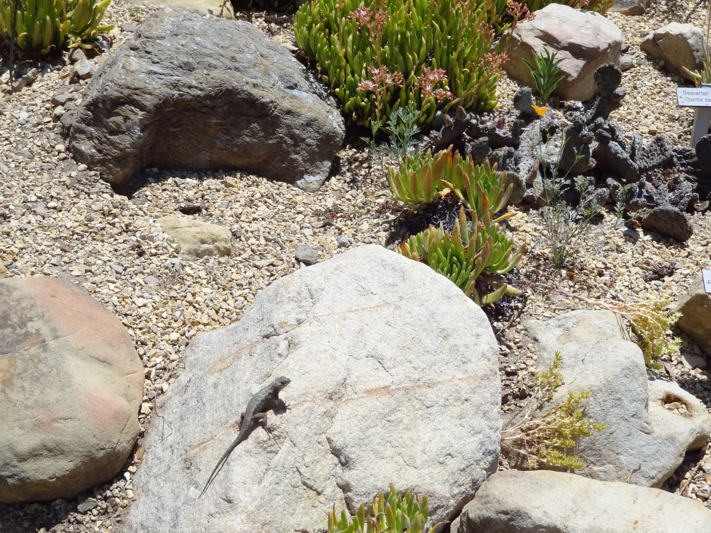 western fence lizard in the Dudleya display garden