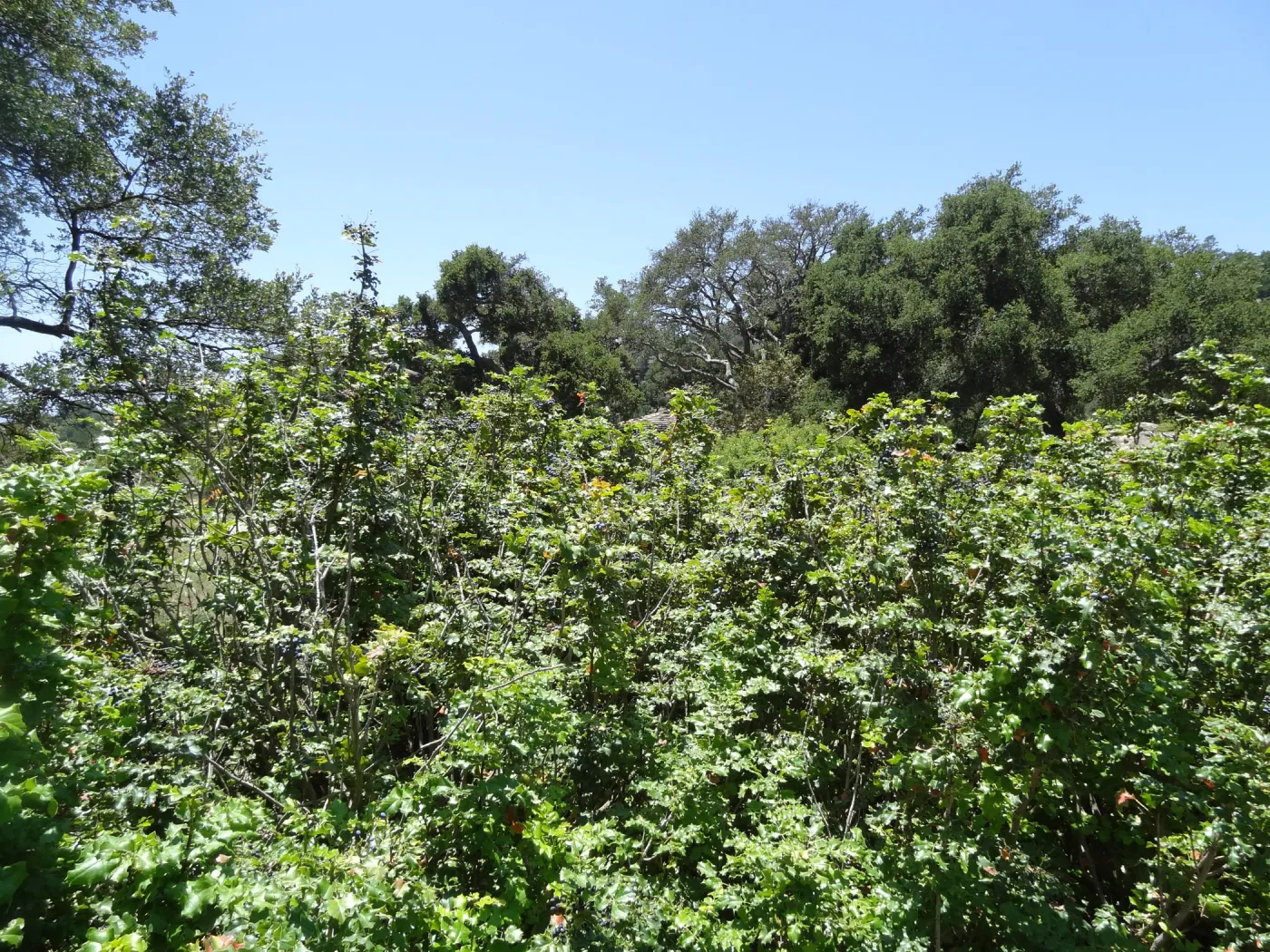 Berberis aquifolium, blue berries, Meadow Section