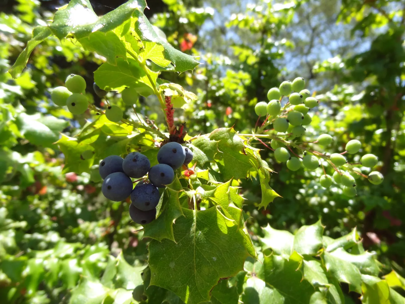 Berberis aquifolium, blue berries, Meadow Section