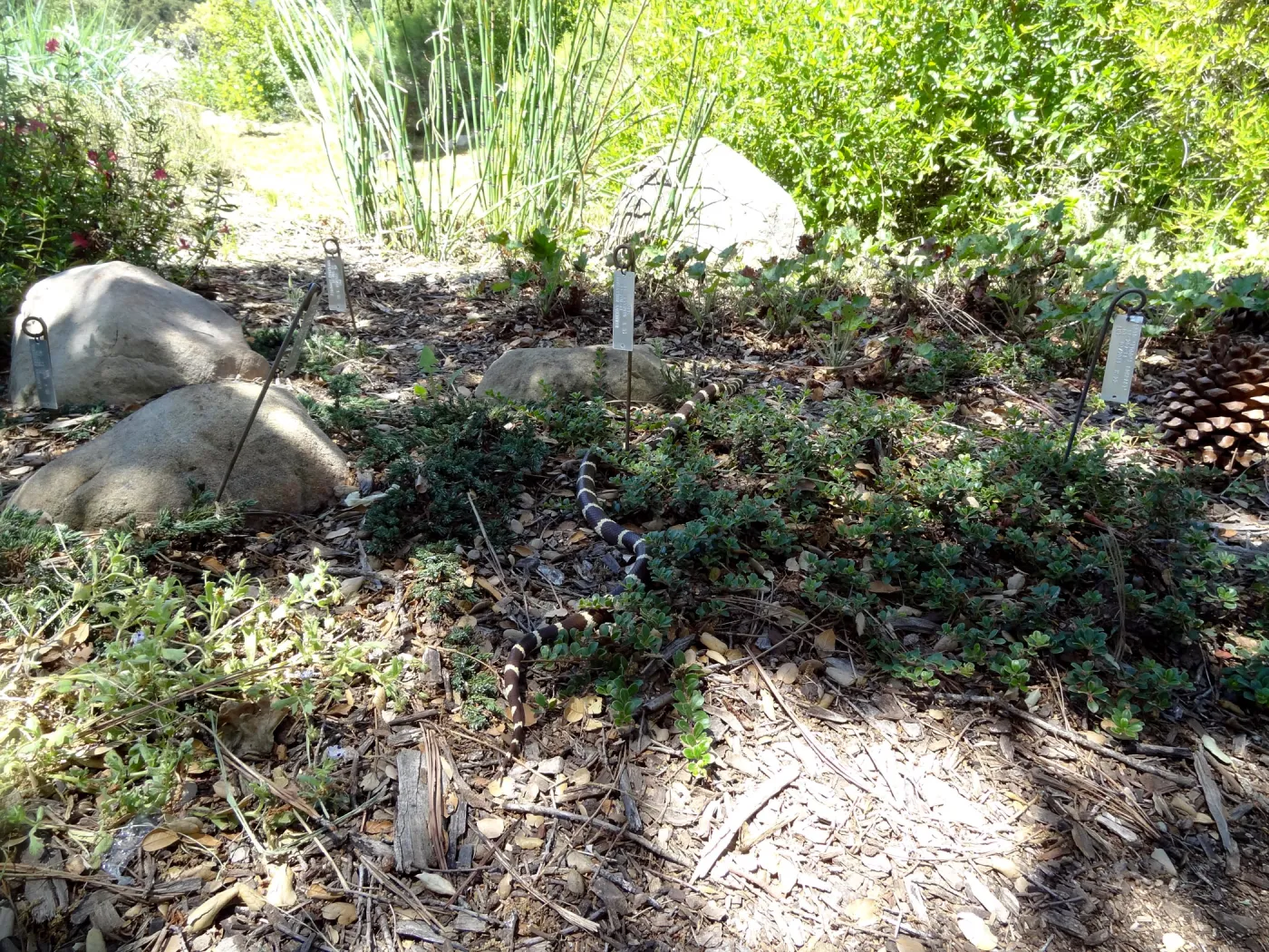 California king snake at Garden Entrance