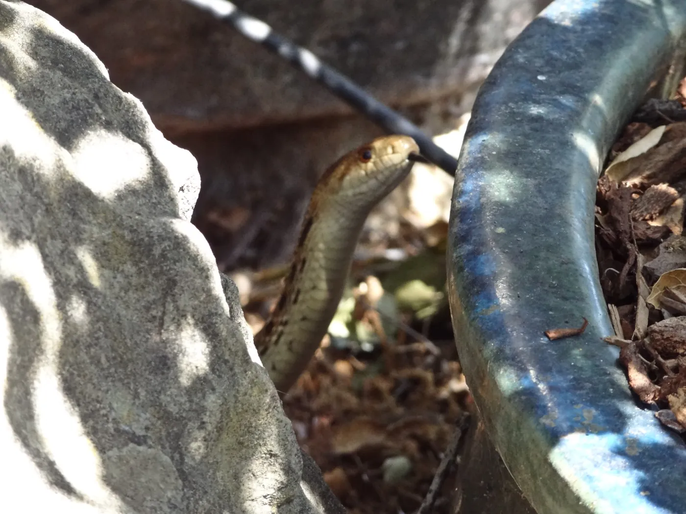 Gopher snake under the entrance oak