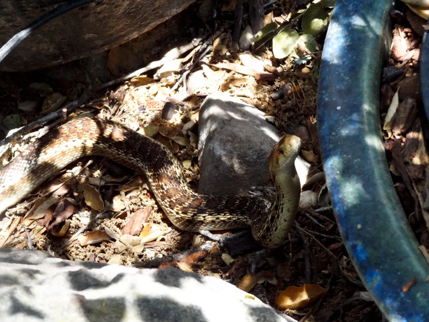 Gopher snake under the entrance oak