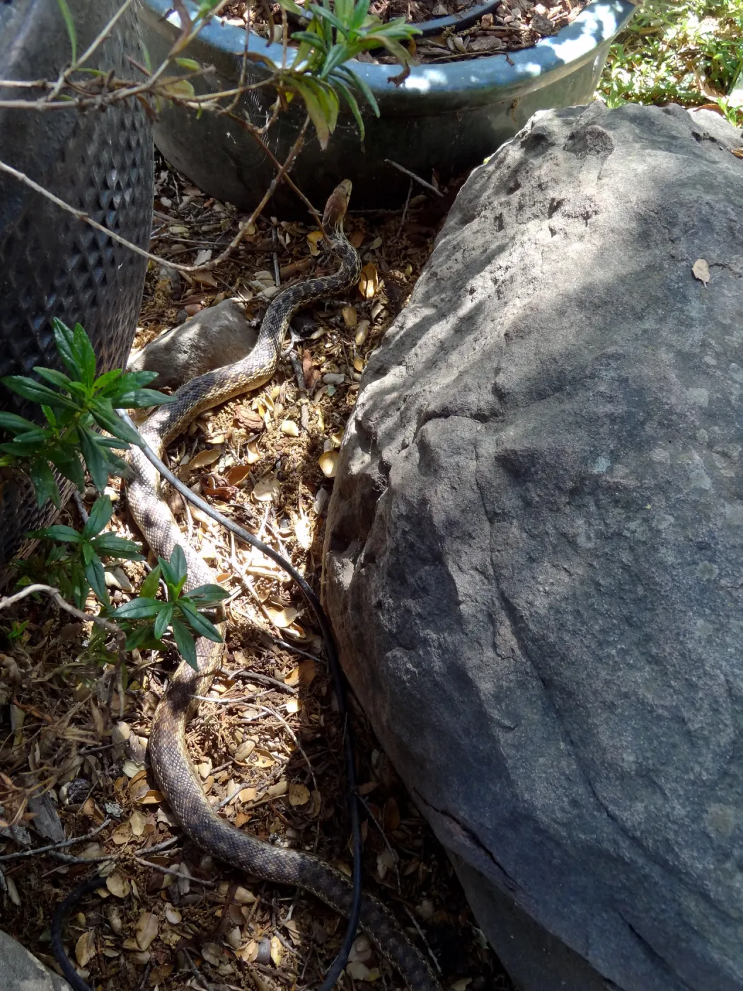 Gopher snake under the entrance oak