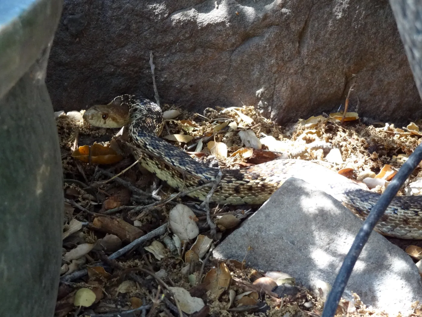 Gopher snake under the entrance oak