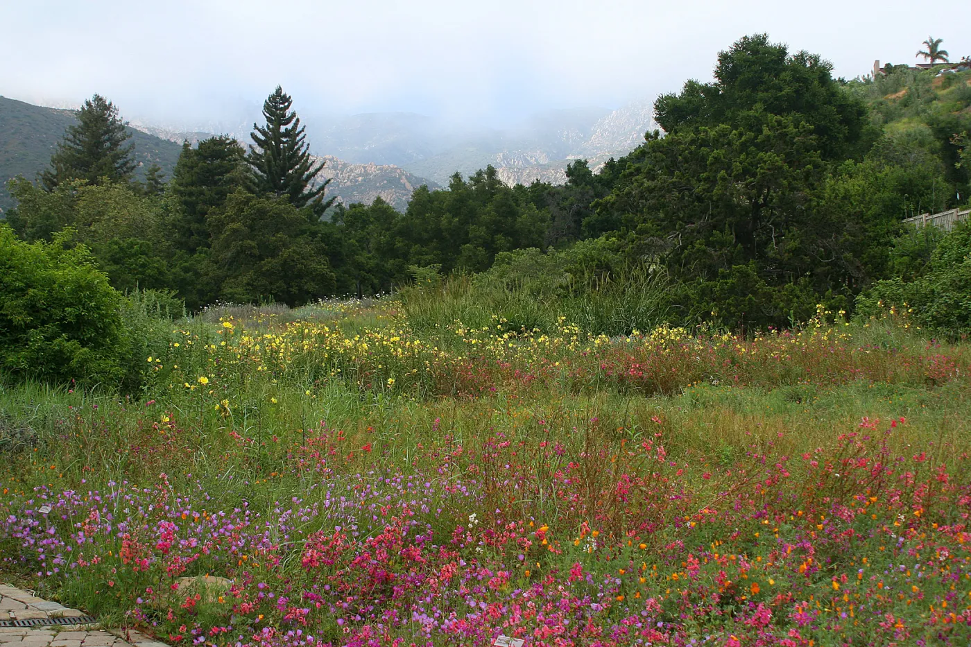 Clarkia wildflower display, SBBG Meadow in bloom, Rose and Nightingale concert in the Garden event