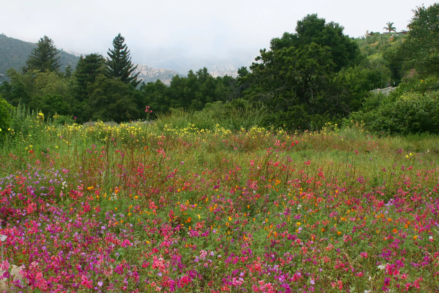 Clarkia wildflower display, SBBG Meadow in bloom, Rose and Nightingale concert in the Garden event