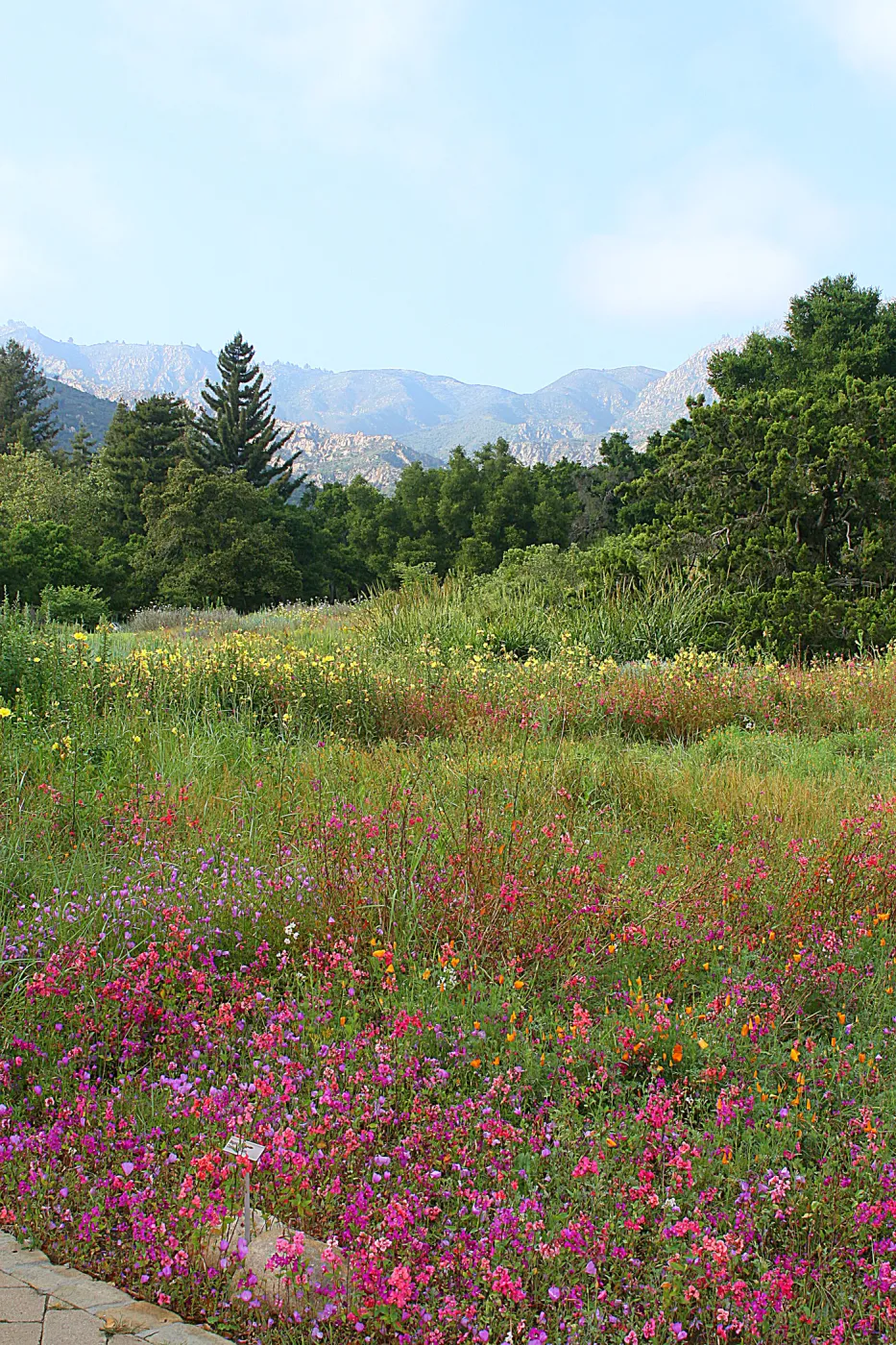 Clarkia wildflower display, SBBG Meadow in bloom, Rose and Nightingale concert in the Garden event