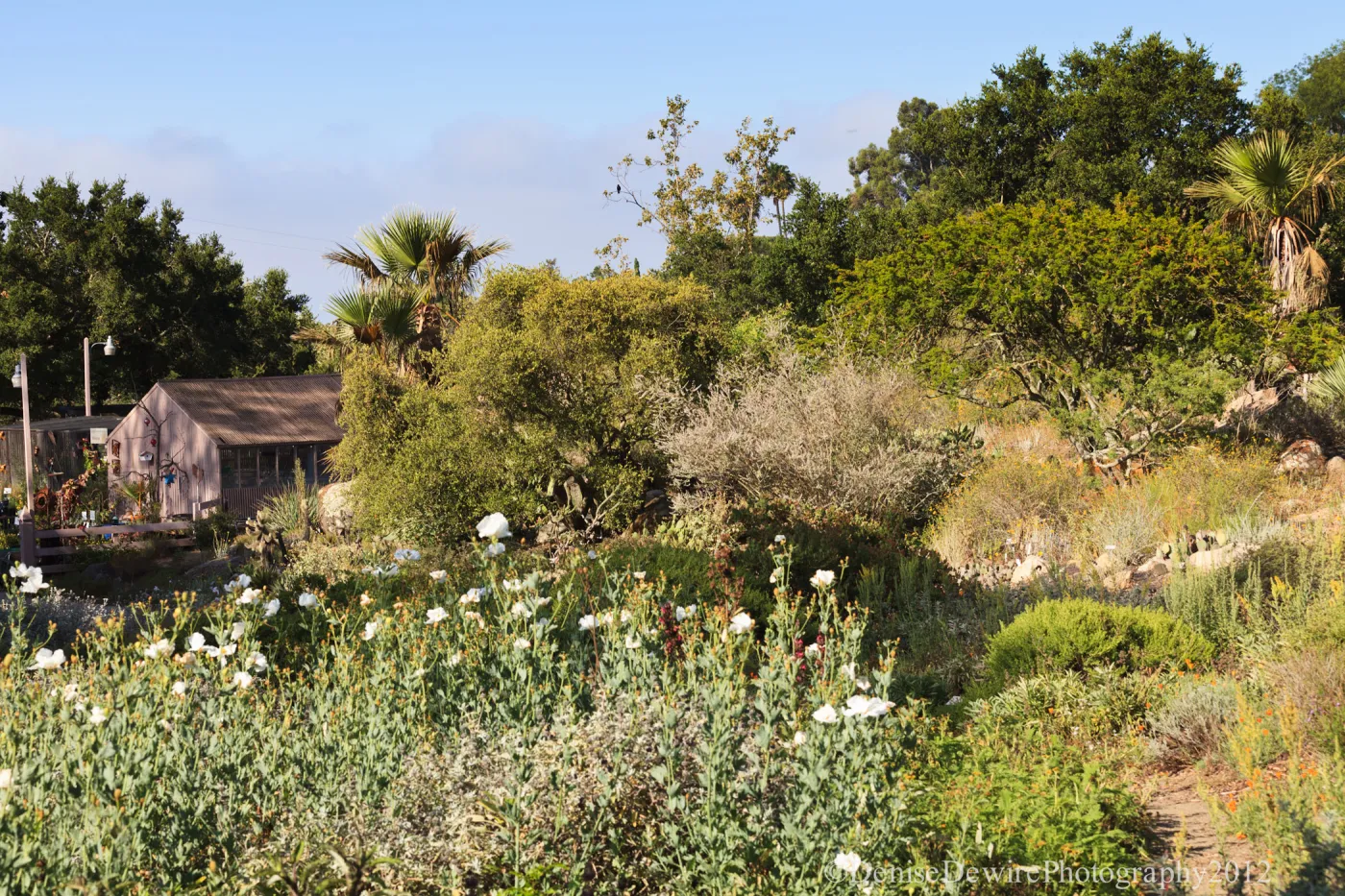 SBBG Meadow