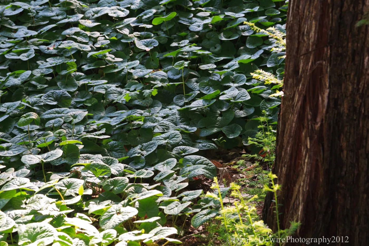 Asarum, wild ginger leaves, Redwood Section