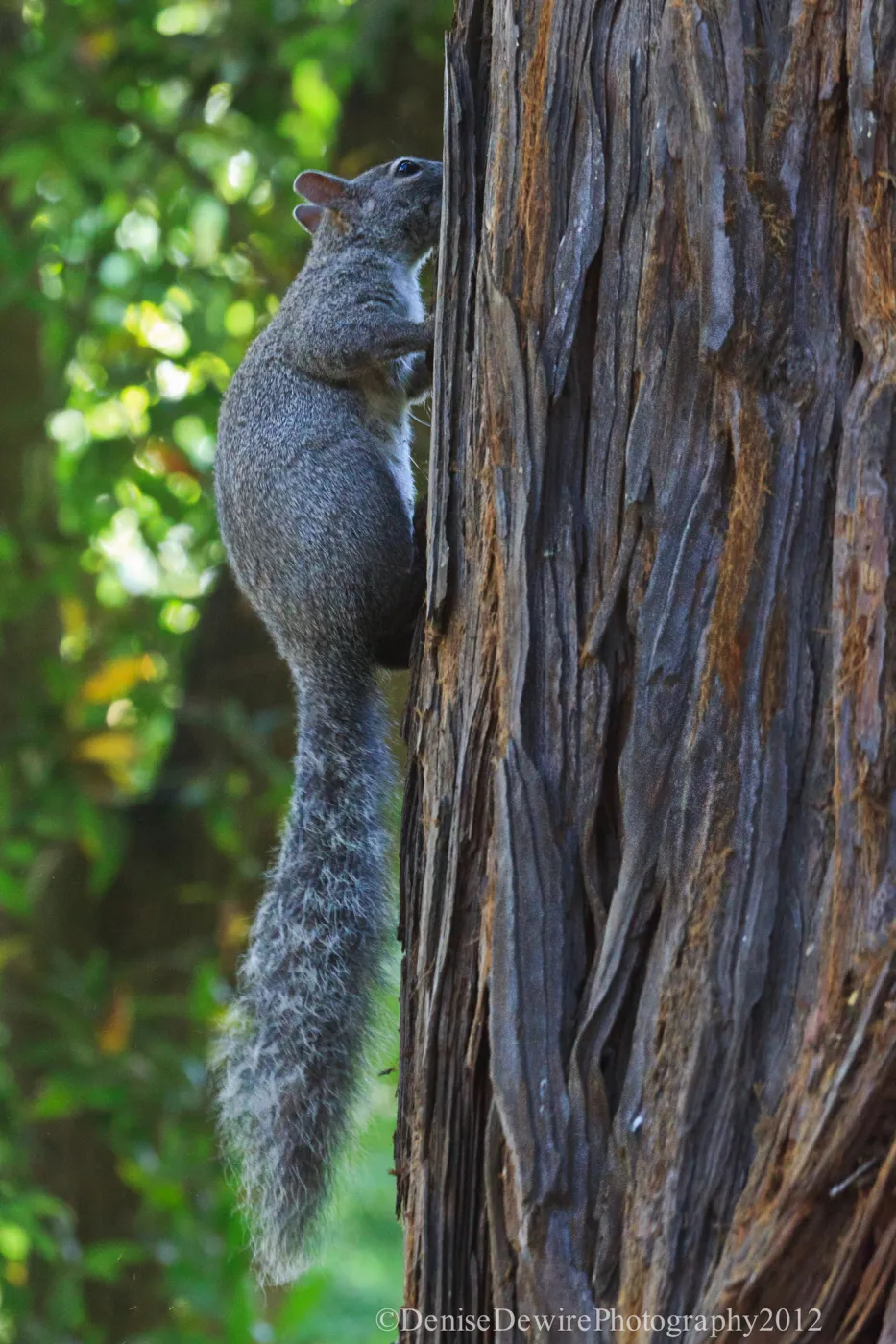 Grey squirrel, Redwood Section