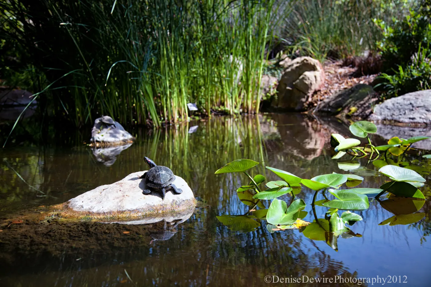 pond turtle, Meadow Pond