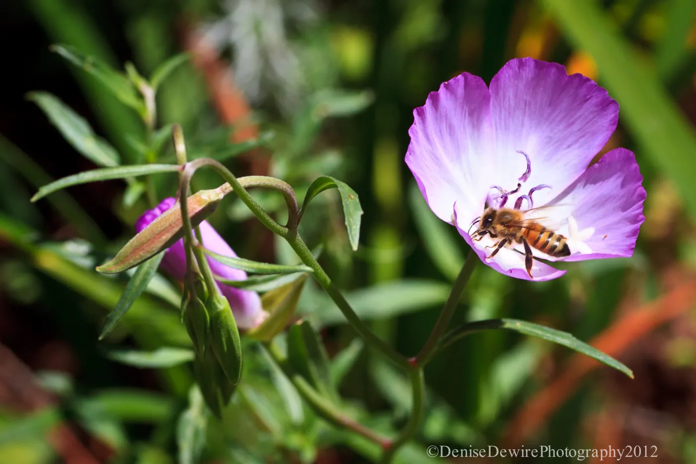 Honey bee in Clarkia flower