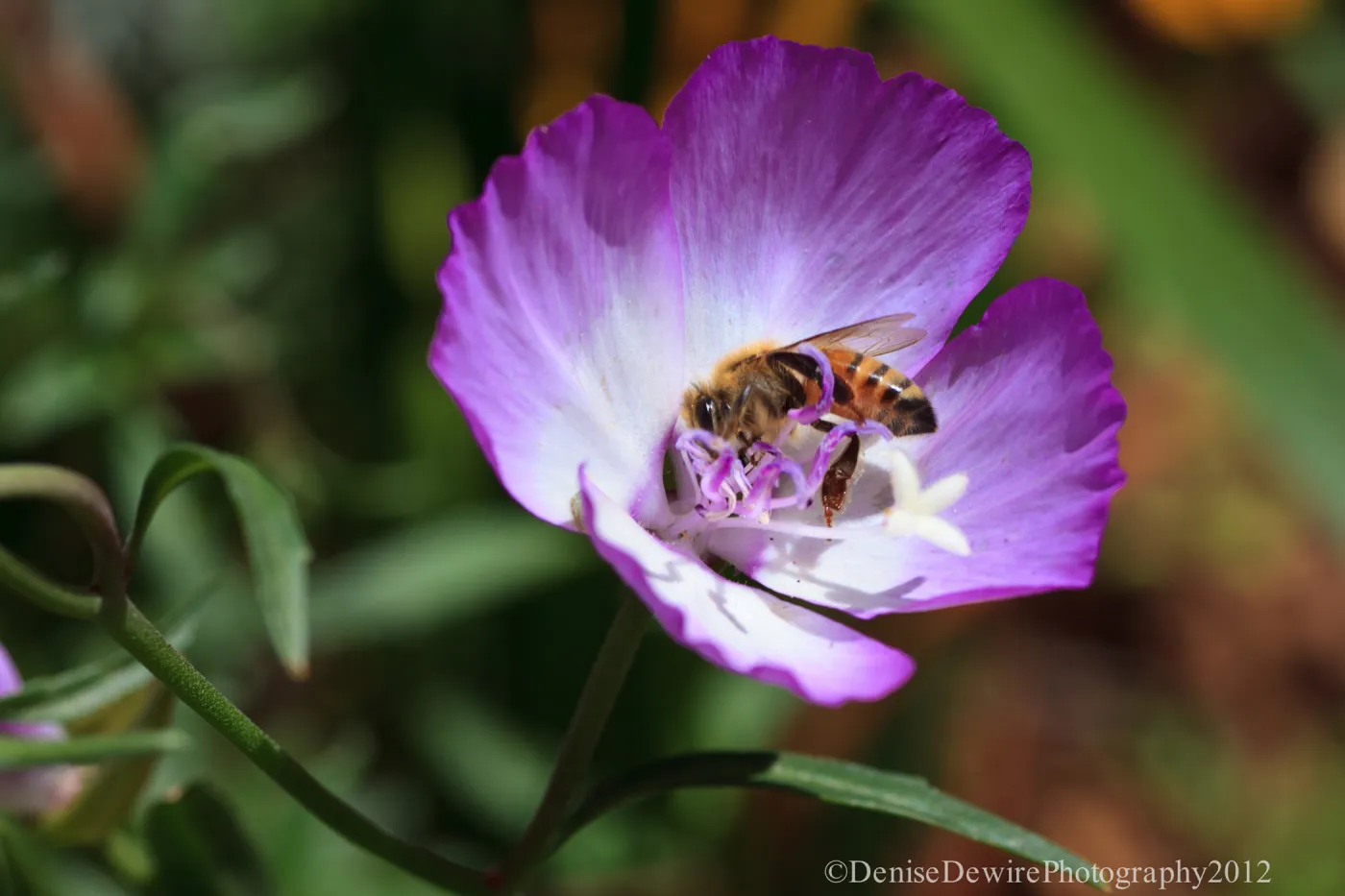 Honey bee in Clarkia flower