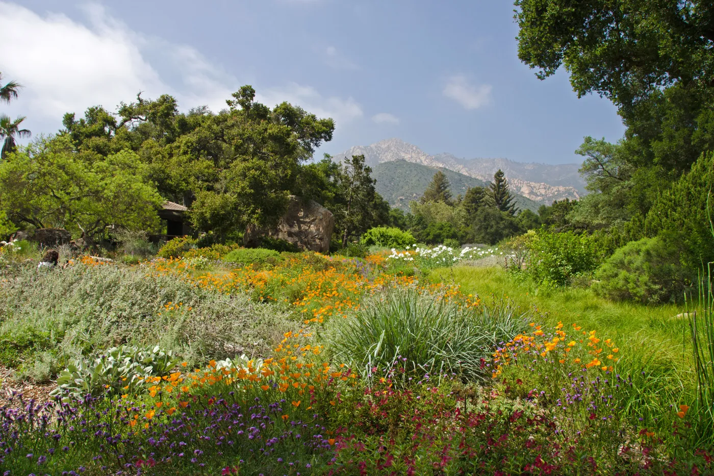 SBBG Meadow in bloom, view to mountains, SBBG Photo Contest 2012