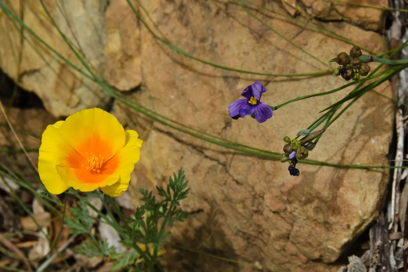 Poppy and Sisyrinchium flower against sandstone boulder, SBBG Photo Contest 2012