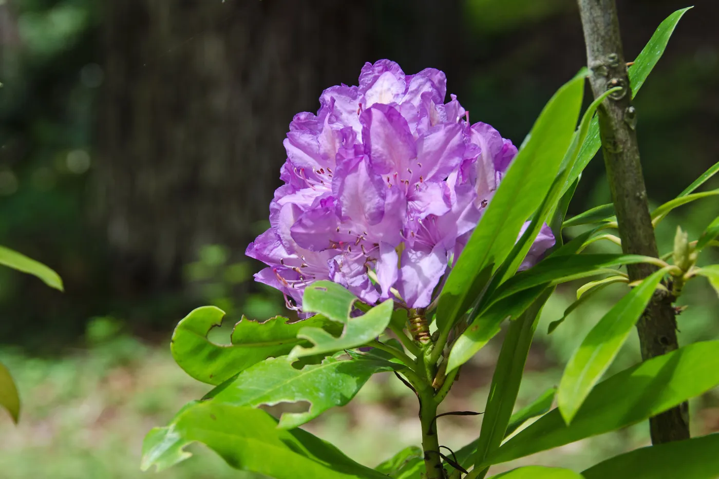 Rhododendron inflorescence, SBBG Photo Contest 2012