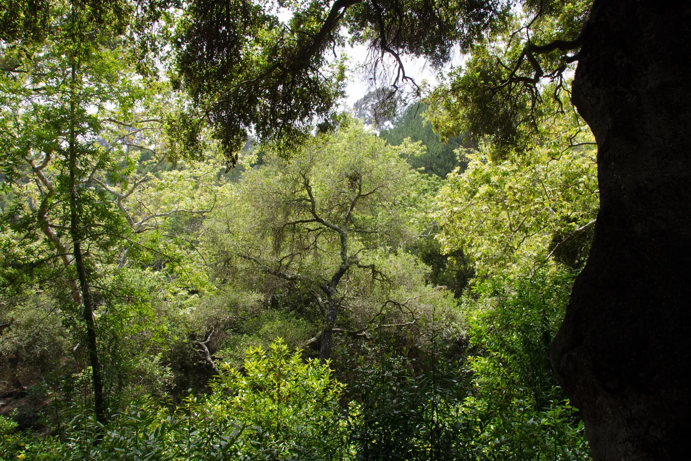 Canyon Section, riparian woodland, SBBG Photo Contest 2012