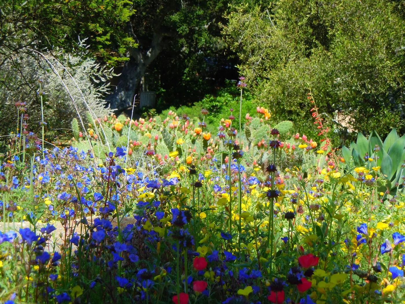Wildflower medley, SBBG, SBBG Photo Contest 2012